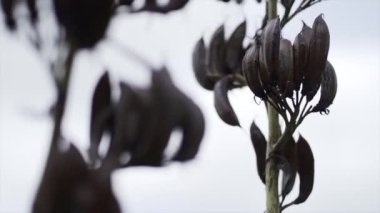 Yeni ahbaplar plajının yanındaki meyveyi kapat, Yeni Zelanda - yatay video