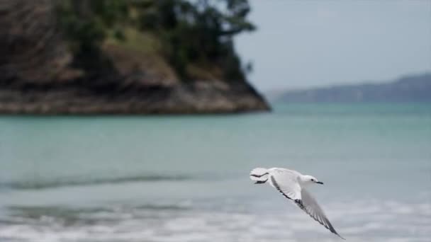 海岸を飛び ニューチャムズビーチで別のカモメの隣に着陸するカモメ ニュージーランド 水平ビデオ — ストック動画