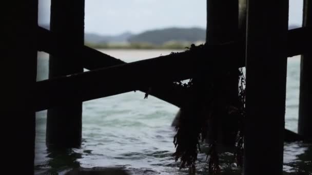 Hängende Vegetation Auf Der Holzbrücke Neuen Kumpelstrand Neuseeland Horizontales Video — Stockvideo