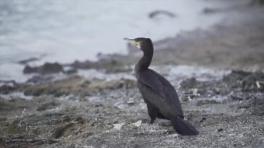 Tarawera gölündeki kumda yürüyen ördek, Yeni Zelanda - seyahat konsepti