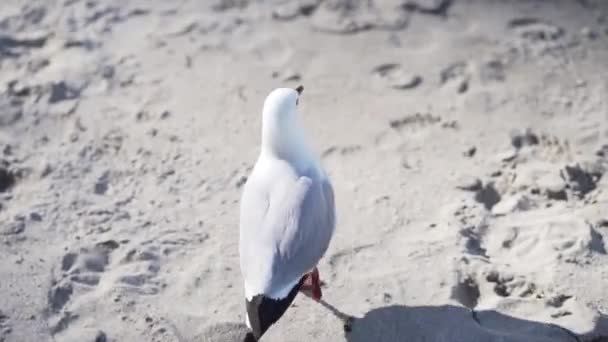 Pigeon Marchant Sur Sable Plage Cathédrale Cove Nouvelle Zélande Vidéo — Video