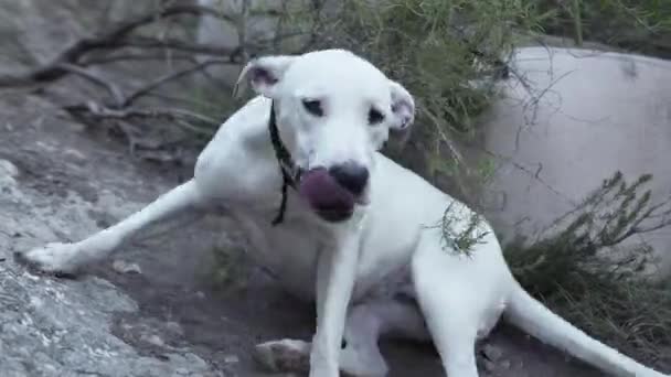 Σκύλος Κάθεται Στο Έδαφος Προσεγγίσεις Στην Κάμερα Εναλλακτική Ιατρική Έννοια — Αρχείο Βίντεο