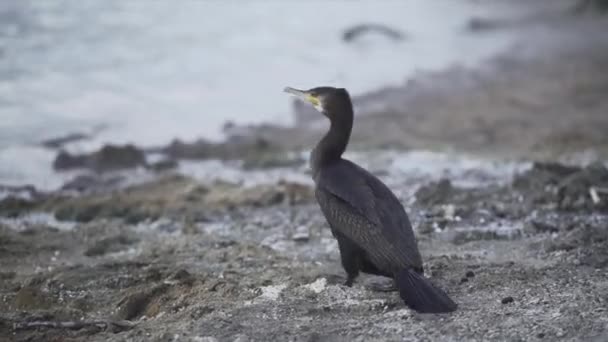 Duck Walking Sand Tarawera Lake New Zealand Travel Concept — Stock Video