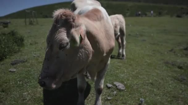 Vaca Una Montaña Verde Moviendo Cabeza Para Evitar Tener Moscas — Vídeo de stock