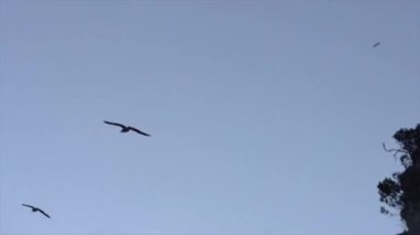 Kayaların ve ağaçların etrafında uçan martılar yeni ahbaplar, yeni Zelanda - yatay video