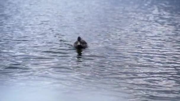 Bebek Berenang Sendirian Sungai Padang Gurun Zealand Baru Konsep Perjalanan — Stok Video