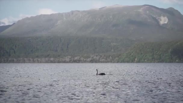 Tarawera Gölünde Yüzen Siyah Kuğu Yeni Zelanda Seyahat Konsepti — Stok video