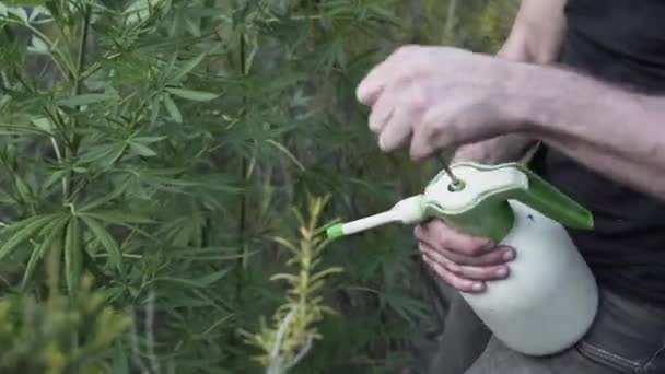 Άνθρωπος Ψεκάζει Χημικά Μεταξύ Των Φυτών Που Περιβάλλονται Από Βλάστηση — Αρχείο Βίντεο