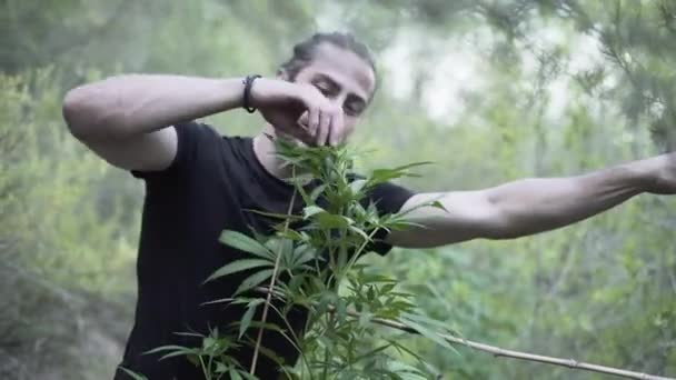 Lächelnder Erwachsener Mann Kaut Einem Wald Einer Marihuana Pflanze Konzept — Stockvideo