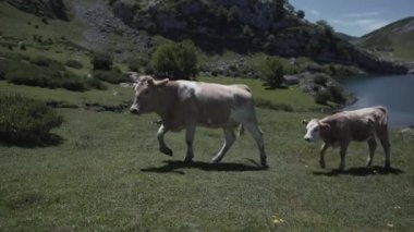 İspanya 'nın Asturias bölgesinde bir köpeği kovalayan bir çift inek. 4K Yatay Seyahat videosu.