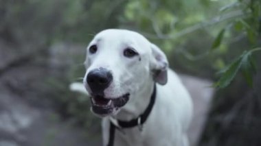 Güzel beyaz köpek ormanda kuyruğunu sallayarak sahibini bekliyor alternatif tıp konseptini.