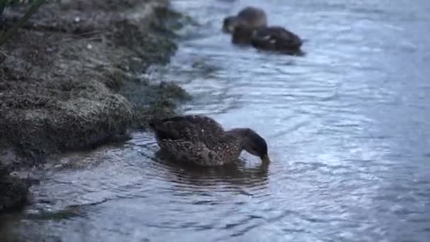 Close Duck Foraging Food River Bank New Zealand Travel Concept — Stok Video