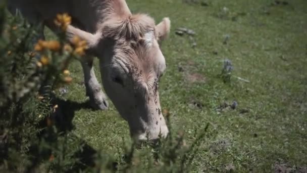 Comer Vacas Con Muchas Moscas Boca Picos Europa España Video — Vídeos de Stock