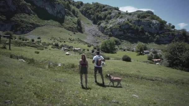 Uomo Donna Che Camminano Con Cane Verso Una Mucca Nelle — Video Stock