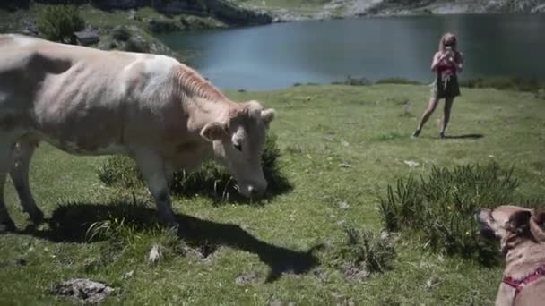 女の子がアストゥリアス州で写真を撮っている間 黒牛は犬の匂い 4K横方向の旅行ビデオ — ストック動画