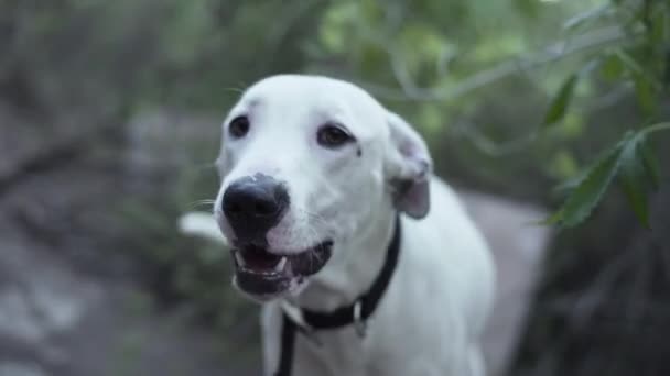 Schöner Weißer Hund Wedelt Mit Dem Schwanz Wald Und Wartet — Stockvideo