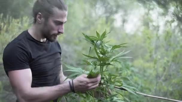 Europäischer Mann Riecht Und Berührt Cannabispflanze Sie Kontrollieren Konzept Der — Stockvideo