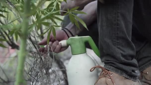 Homme Pulvérise Quelques Plantes Avec Une Bouteille Pour Éviter Les — Video