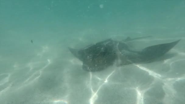 Stingray Κολύμπι Κινείται Άμμος Πτερύγιά Της Στη Γαλάζια Θάλασσα Του — Αρχείο Βίντεο