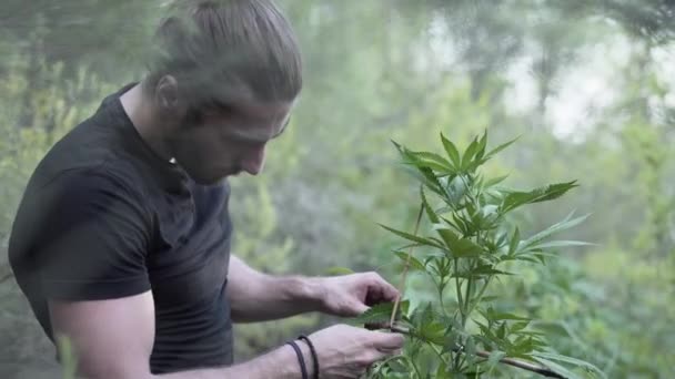 Kaukasier Pflegt Seine Pflanzen Mit Den Händen Einem Grünen Wald — Stockvideo