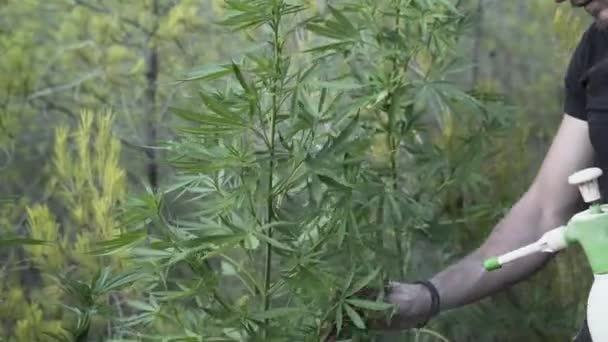 緑の森の中で化学物質で植物を噴霧ひげを生やして大人の男 代替医療の概念 — ストック動画