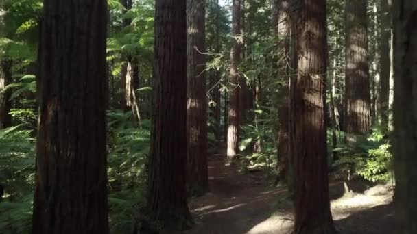 Εναέρια Άποψη Ενός Δάσους Ψηλά Δέντρα Μια Ηλιόλουστη Μέρα Νέα — Αρχείο Βίντεο