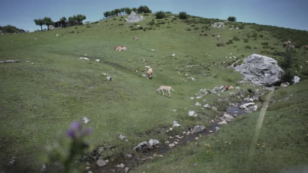 Vacas Comiendo Pasto Junto Río Una Montaña Española Video Viaje — Vídeos de Stock