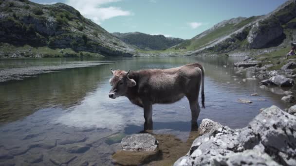 Vaca Agua Moviendo Boca Asturias España Video Viaje Horizontal — Vídeos de Stock