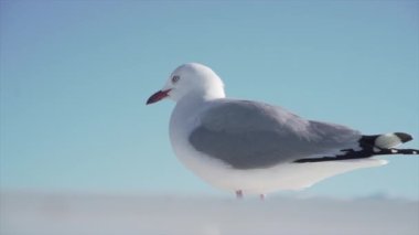 Beyaz martıyı kapat, önünde rüzgarla hareketsiz dur gri tüylerini hareket ettir, Yeni Zelanda - seyahat konsepti