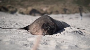 Fok esniyor ve kumlu kumsalda uyuyor, Yeni Zelanda - doğa konsepti