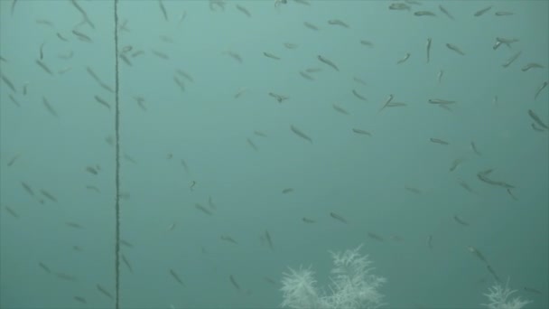 Shoal Small Fish Swimming Sea Looking Food Nature Concept — Stock Video