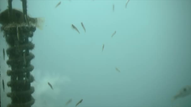 Kis Halak Úsznak Felszínre Egy Horgony Mellett Természet Koncepció — Stock videók