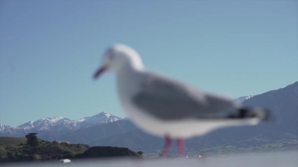 Белая Чайка Ходьба Снежными Горами Заднем Плане Новая Зеландия Концепция — стоковое видео