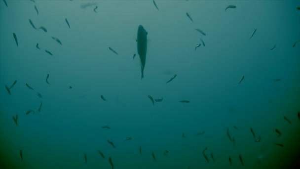 小鱼的鱼群在大鱼出现时逆流而上 自然概念 — 图库视频影像
