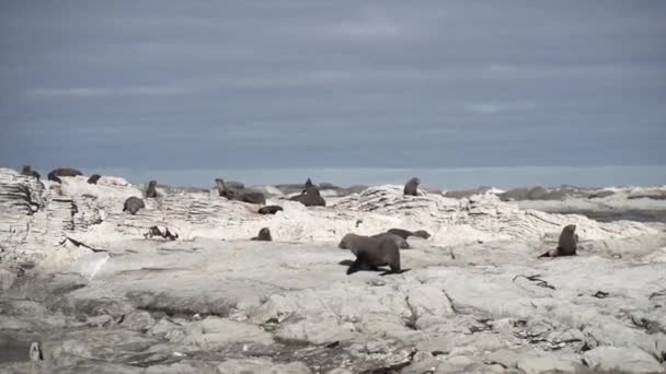 一群棕色的海豹躺在岩石上 其中一只在新的热情的开考拉海滩上散步 旅行概念 — 图库视频影像