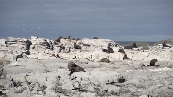 Group Brown Seals Resting Rocks Kaikoura Beach Νέα Ζηλανδία Ταξιδιωτική — Αρχείο Βίντεο