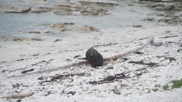 Bruine Zeehond Zittend Rotsen Het Strand Geeuwen Kaikoura Nieuw Zeeland — Stockvideo