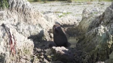 Kahverengi fok, Kaikoura 'da kayaların arasında yürüyor. Yeni Zelanda' da. Seyahat konsepti.