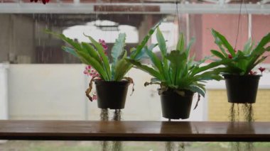 Tayland 'da bir pansiyonun bahçesinde arka planda yağmurlu siyah tencereler.