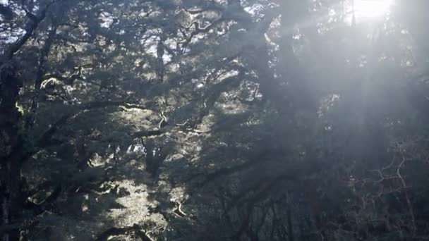 木の枝を通して太陽と自然の滝マリアン滝 ニュージーランド 旅行コンセプト — ストック動画
