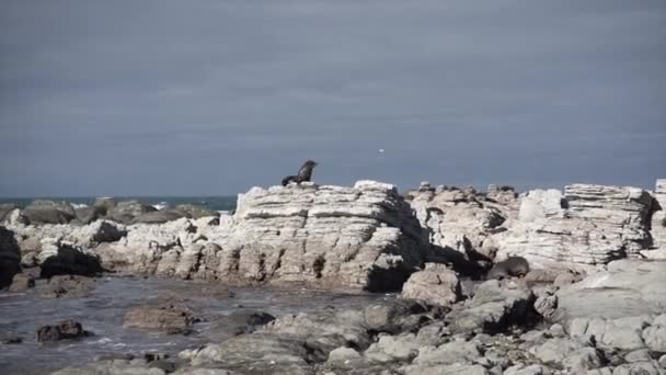 当另一只海豹在开考拉漂流入海时 岩石上的褐色海豹 新的热情 旅行的概念 — 图库视频影像
