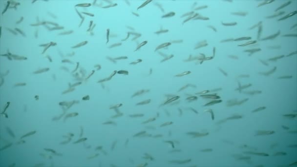 Primer Plano Banco Peces Pequeños Nadando Cerca Cámara Concepto Naturaleza — Vídeo de stock