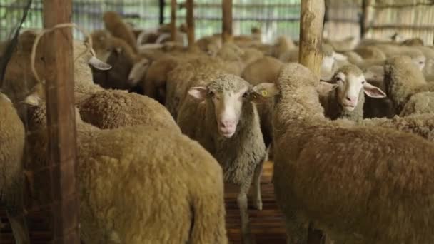 Dorosły Ewe Zbliża Się Wśród Stada Owiec Chiang Mai Alternatywna — Wideo stockowe