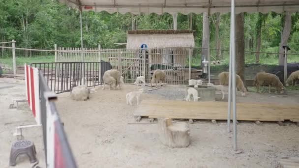Chiang Mai Dinlenen Yiyen Koyunlarla Dolu Asya Kalemi Alternatif Turizm — Stok video