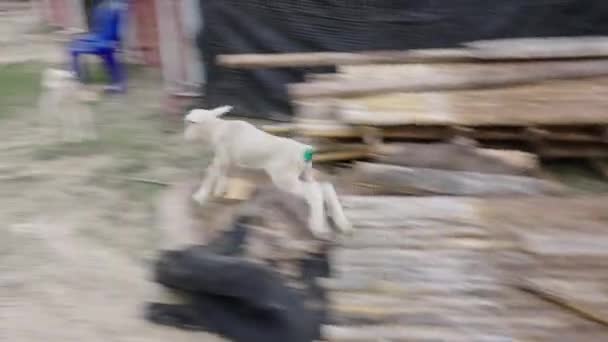 タイのフェンスの横にあるフィールドで実行している羊 代替観光 — ストック動画