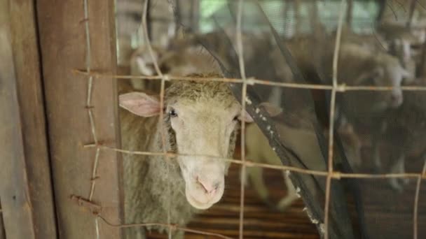 Owce Patrząc Przez Płot Stadem Tle Alternatywna Turystyka — Wideo stockowe