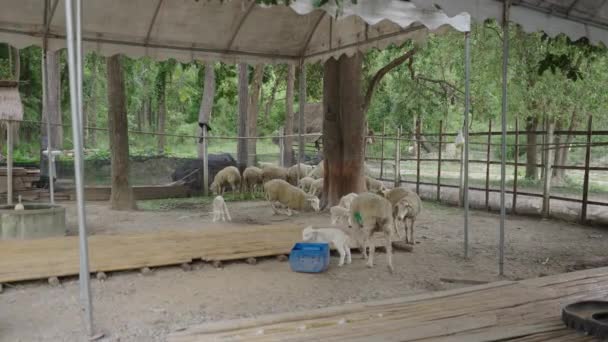 Grupa Owiec Odpoczywających Jedzących Zagrodzie Chiang Mai Turystyka Alternatywna — Wideo stockowe