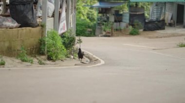 Tayland 'da küçük bir köyde yol boyunca yürüyen bir grup kuş - Asya bölgeleri