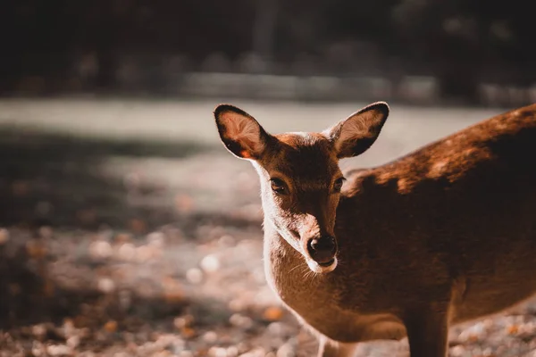 森の中の小さな鹿が遠くに何かを観察する 旅行コンセプト — ストック写真