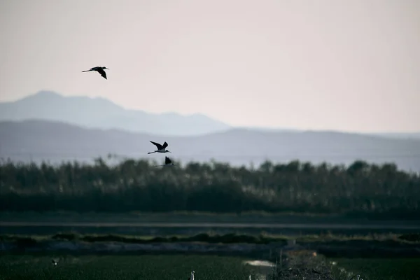 Aves Curiosas Com Bico Longo Pernas Voando Sobre Vegetação Perto — Fotografia de Stock